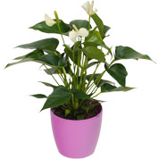 Antrio branco + Cachep Rosa